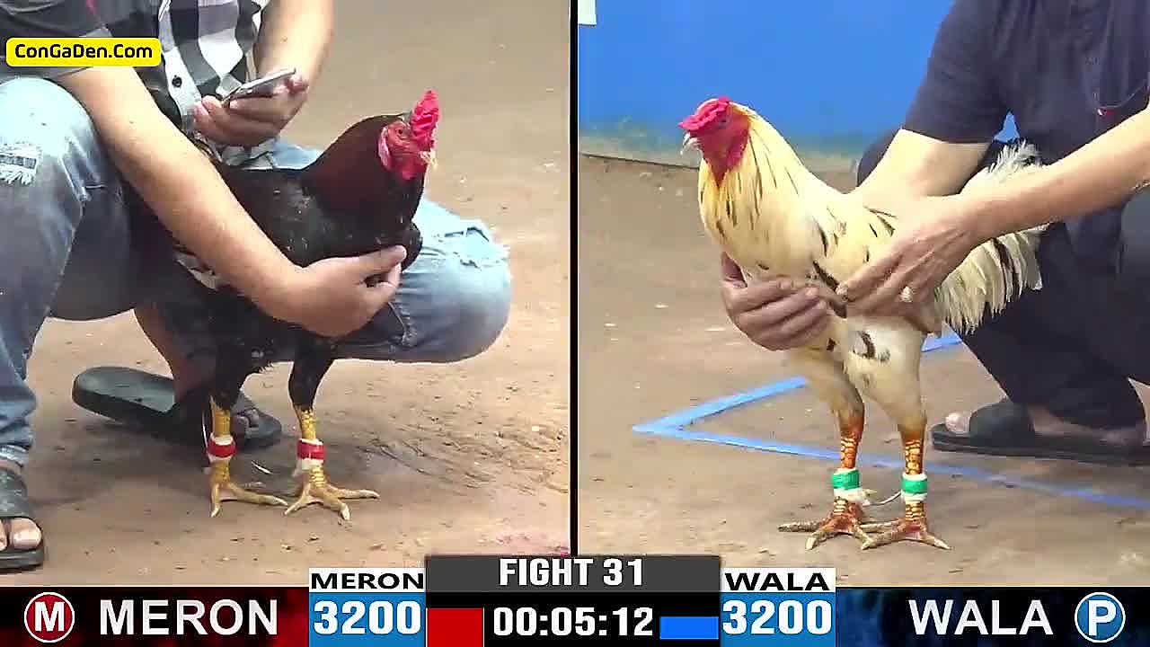 Video - đá gà trực tiếp CPC3 ngày 22-4-204
