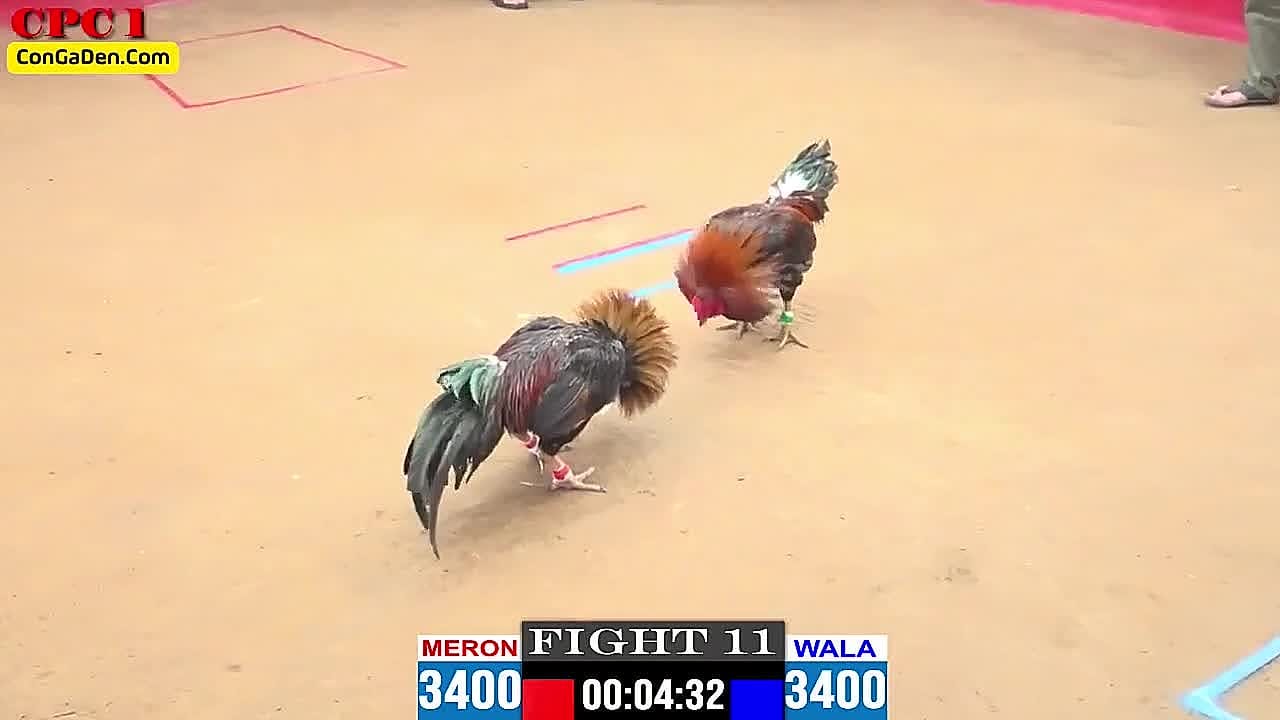 Clip đá gà trực tiếp Thomo ngày 23-04-2024