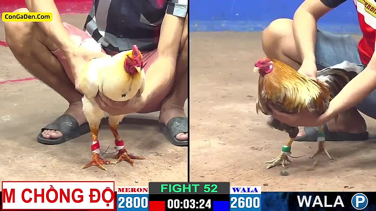 Nhạn Chồng Độ 150 Lúa Quá Khủng Anh Em Không Nên Bỏ Lỡ Đá Gà CPC2