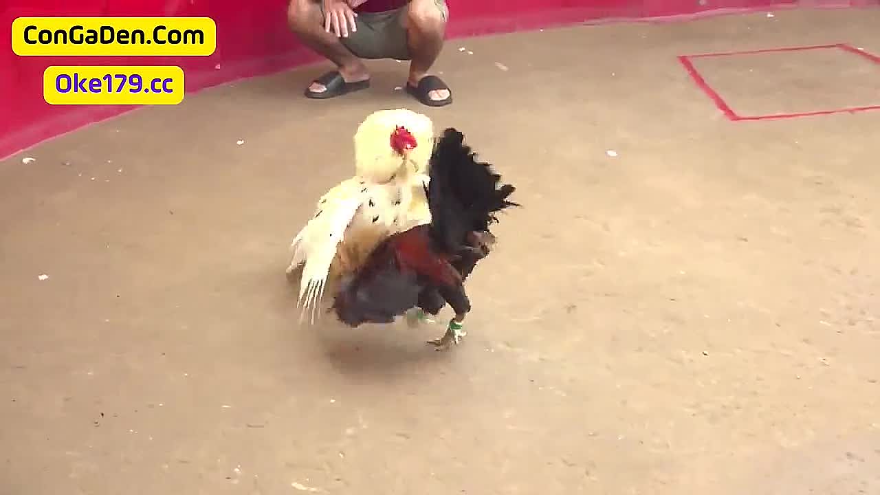 Tổng hợp 31 video - đá gà trực tiếp Thomo 7/5/2024