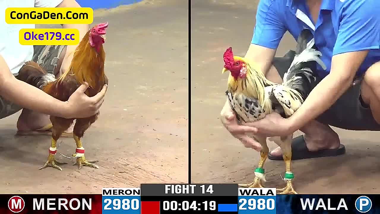 Tổng hợp 19 trận đá gà C3 Campuchia - ngày 15/5/2024