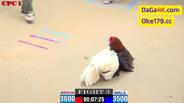 Anh Phước CT vs anh Công đỏ ăn 9 xổ 30 đá gà tại Thomo ngày 6/6/2024