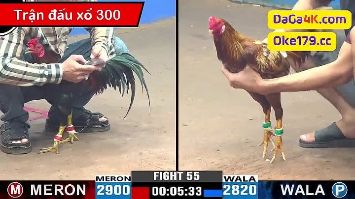 Trận 55 C3 Xổ gà lớn 300 - trong giải đá gà ngày 13/6/2024