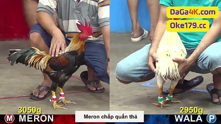 [Dài 19 phút] Đổi gió xem Đá gà CPC5 bồ mới của Thomo ngày 2/6/2024