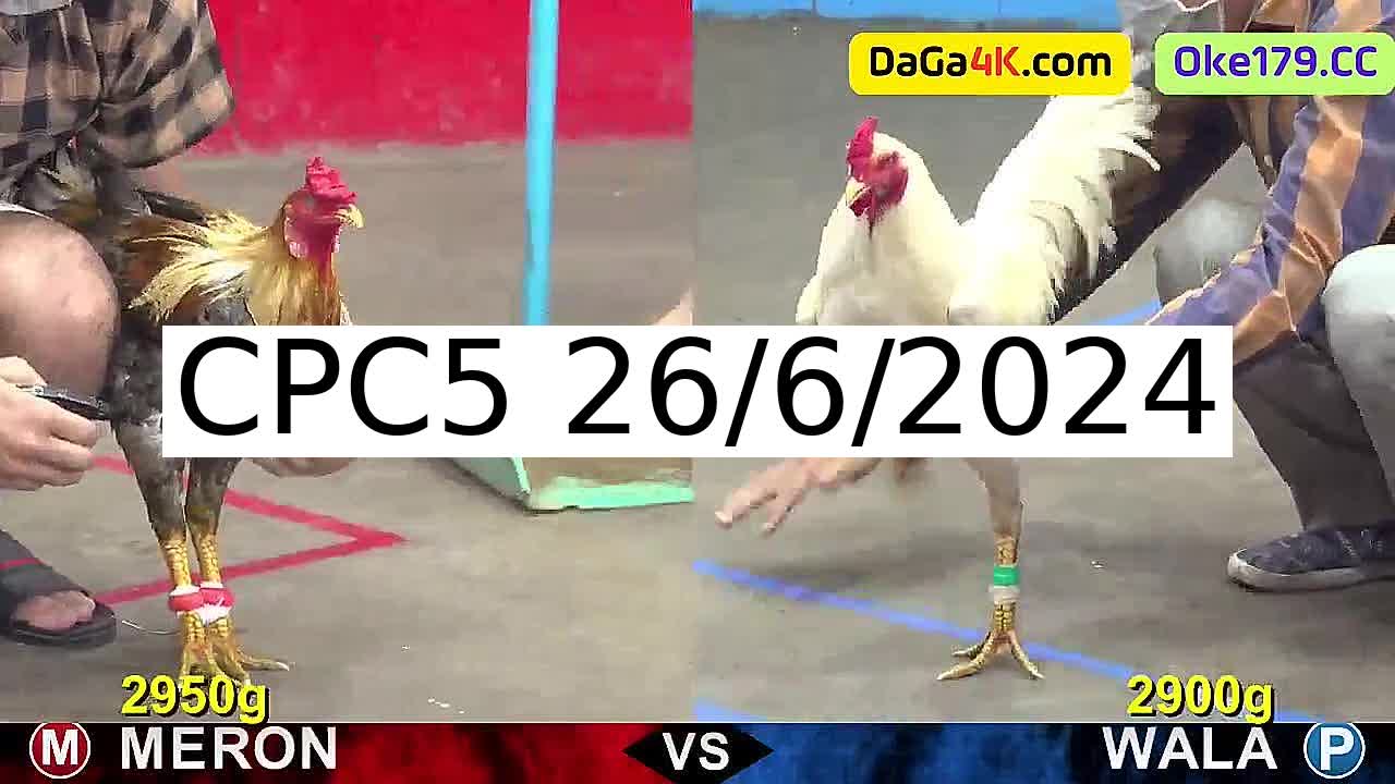 Full 17 Trận - Video đá gà trực tiếp CPC5 Campuchia ngày 26/6/2024