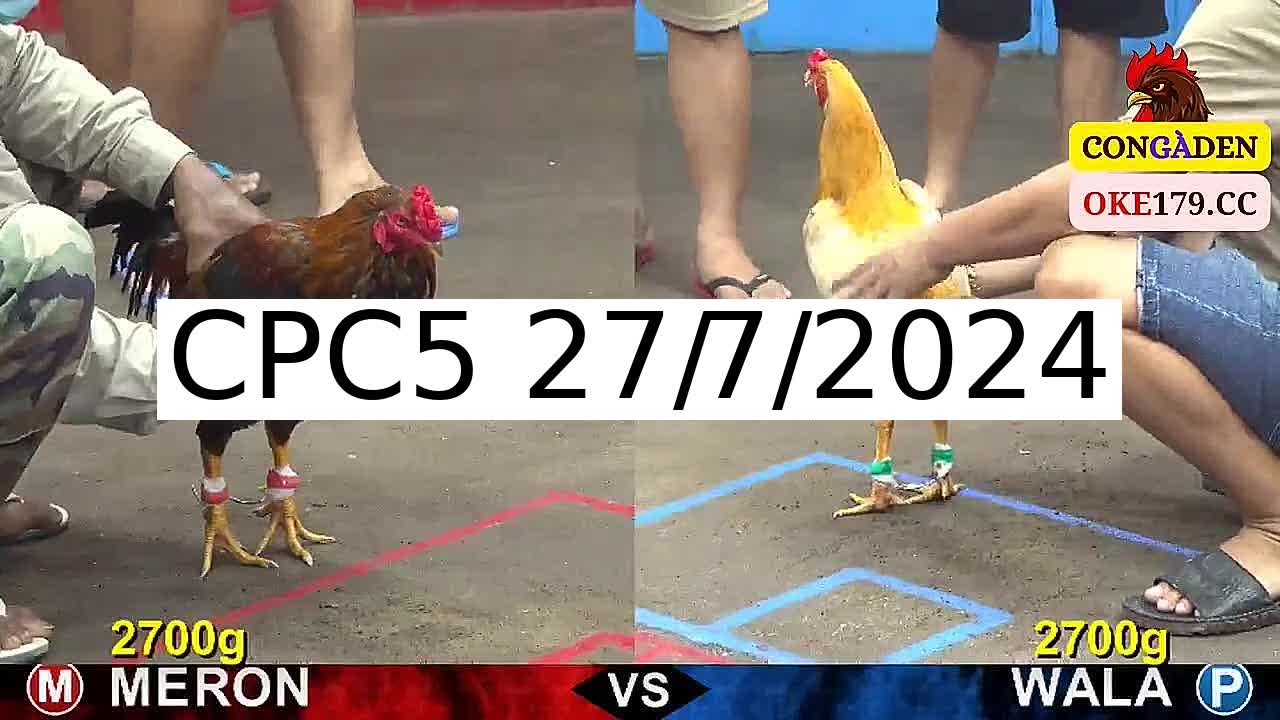 Full 45 Trận - Video đá gà trực tiếp CPC5 Campuchia ngày 27/7/2024