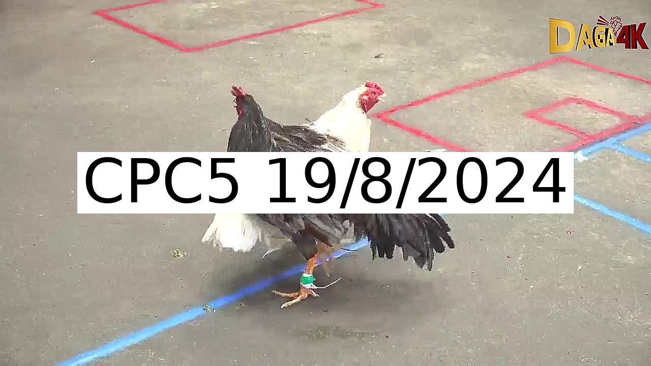 Full 35 Trận - Video đá gà trực tiếp CPC5 Campuchia ngày 19/8/2024