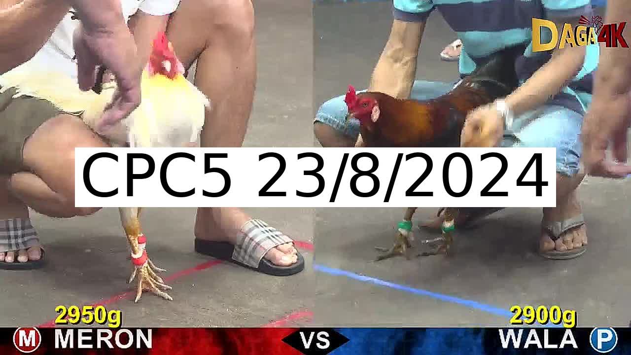 Full 30 Trận - Video đá gà trực tiếp CPC5 Campuchia ngày 23/8/2024