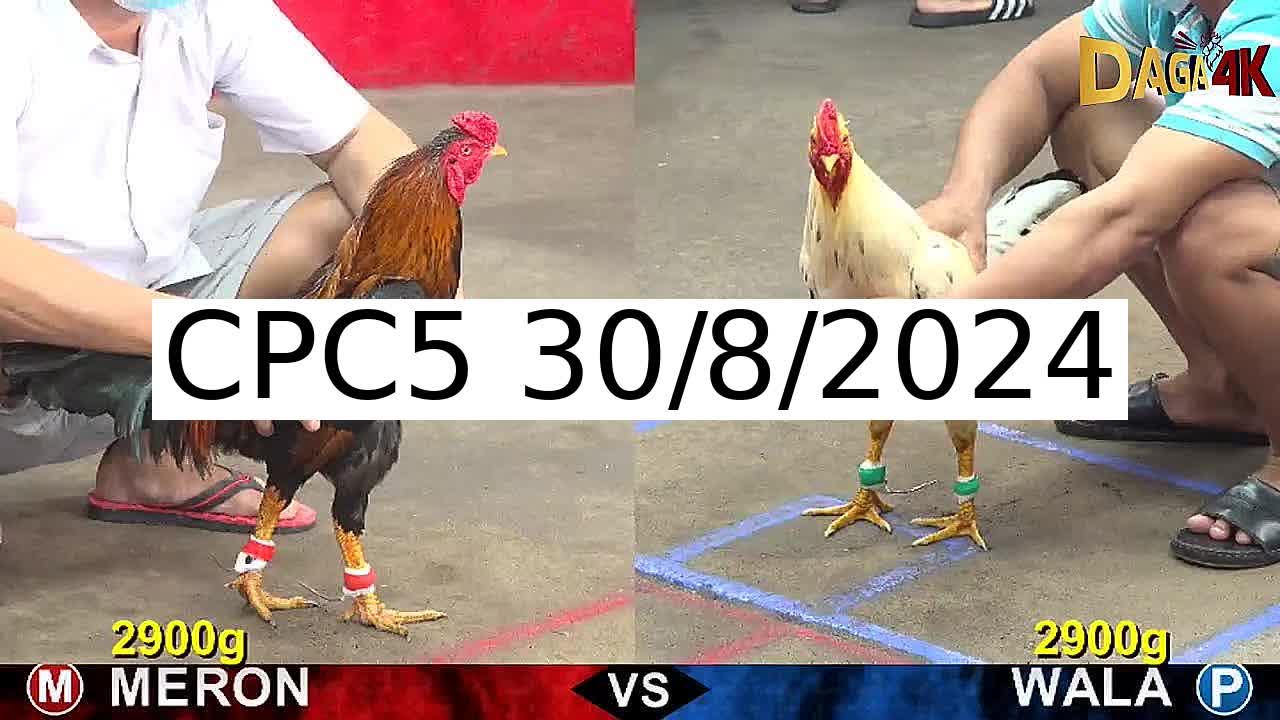 Full 34 Trận - Video đá gà trực tiếp CPC5 Campuchia ngày 30/8/2024