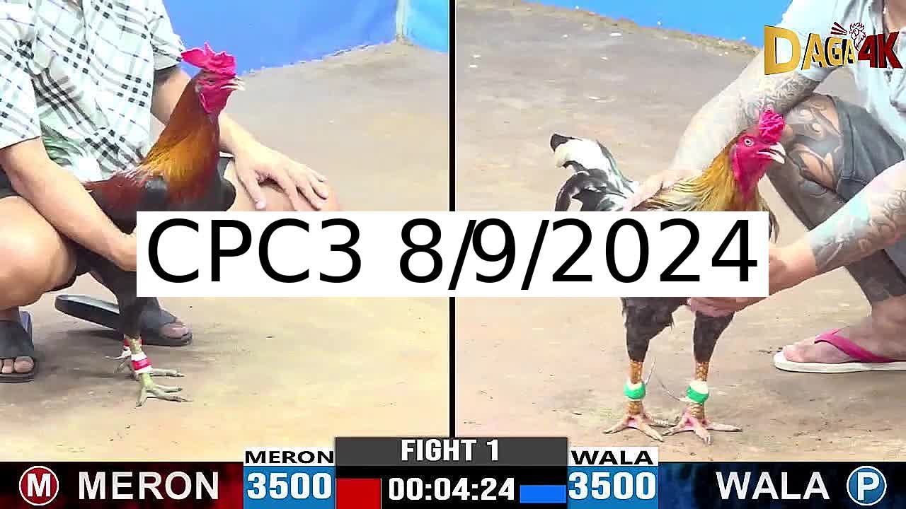 Full 40 Trận - Video đá gà trực tiếp CPC3 Campuchia ngày 8/9/2024