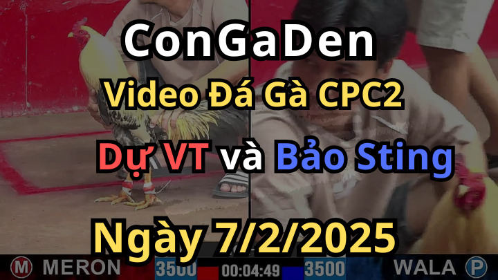Idol Bảo Sting Mở Bát Đá Gà CPC2 7/2/2025