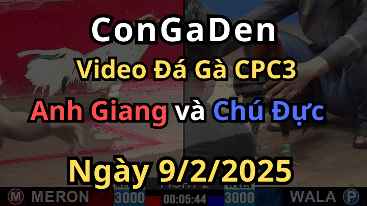 CPC3 9/2/2025 Anh Giang Đh Lụm Nhẹ 300 Lúa Của Chú Đực