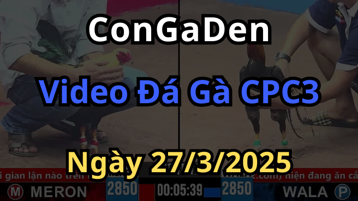 Xem trực tiếp đá gà cpc3 hôm nay 27/3/2025