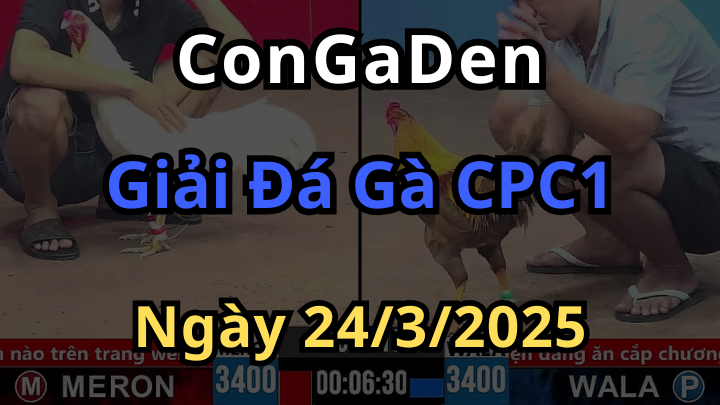 Siêu Giải Mini Đá Gà Tre CPC1 Ngày 24/3/2025 Hôm Nay