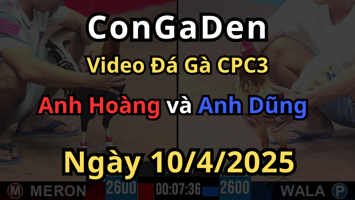 Gà Nhập đá thế này bảo sao anh em không mê CPC3 10/4/2025