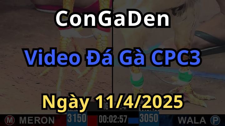 Phát lại trực tiếp đá gà CPC3 ngày 11/4/2025 Cùng Congaden