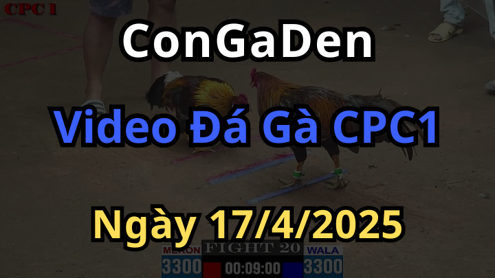 Xem lại Đá Gà CPC1 Ngày 17/4/2025 Mới Nhất Có Bình Luận