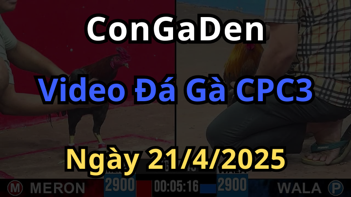 Full clip Đá Gà CPC3 ngày 21/4/2025 Mới Nhất