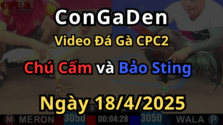 Bảo sting đưa Gà vip ra là lên hương ngay CPC2 18/4/2025