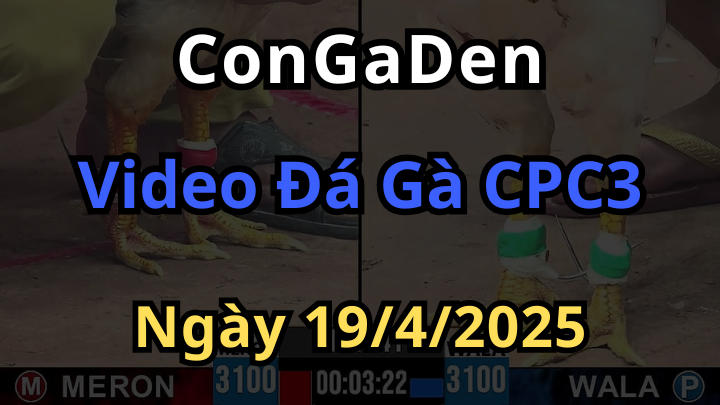 Video Đá Gà CPC3 hôm nay 19/4/2025 mới nhất