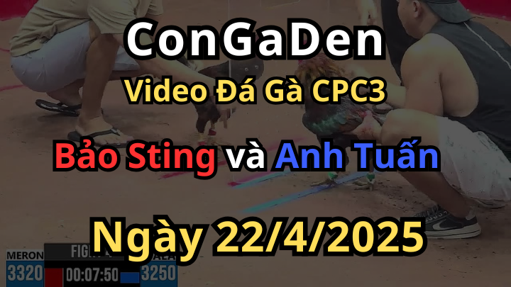 Gà vip của Bảo Sting lộ diện CPC3 22/4/2025