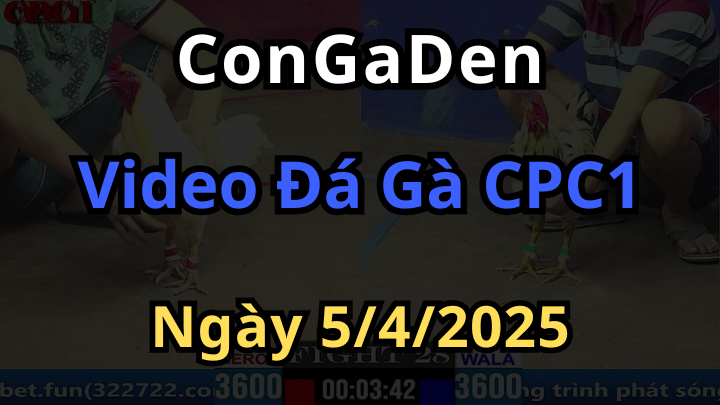 Tổng hợp video đá gà cpc1 thomo hay nhất ngày 5/4/2025 Congaden
