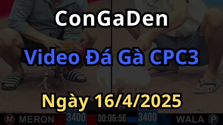 Video Đá Gà CPC3 ngày 16/4/2025 trực tiếp có bình luận