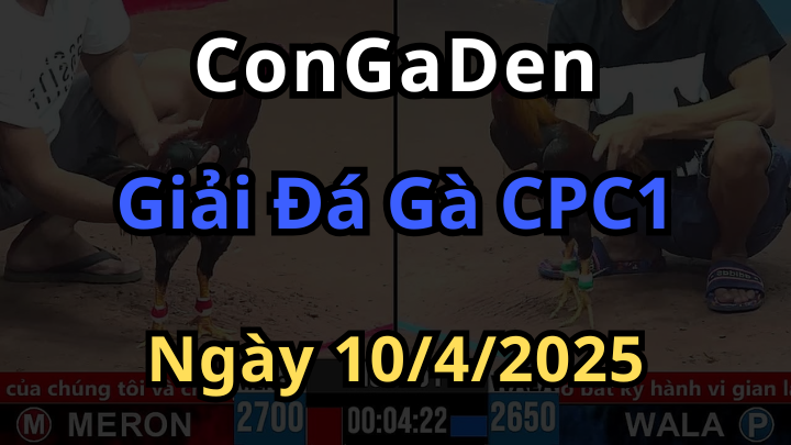 Giải đá gà cpc1 Sư Kê Nữ lần  đầu tiên ngày 10/4/2025
