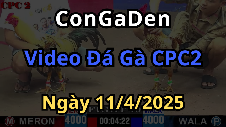 Xem lại Đá Gà CPC2 trực tiếp ngày 11/4/2025 Có Bảo Sting