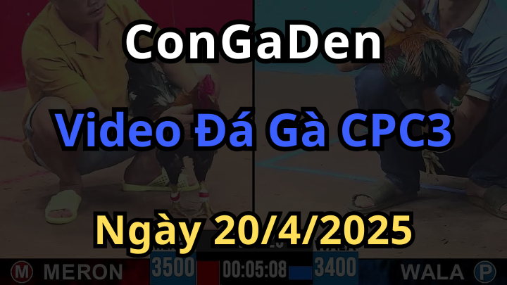 Phát lại Đá Gà CPC3 ngày 20/4/2025 trực tiếp Congaden