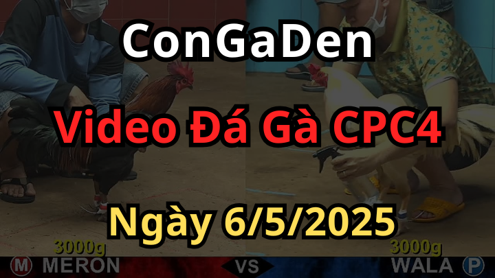Full clip Đá Gà Bồ CPC4 Hôm Nay ngày 6/5/2025
