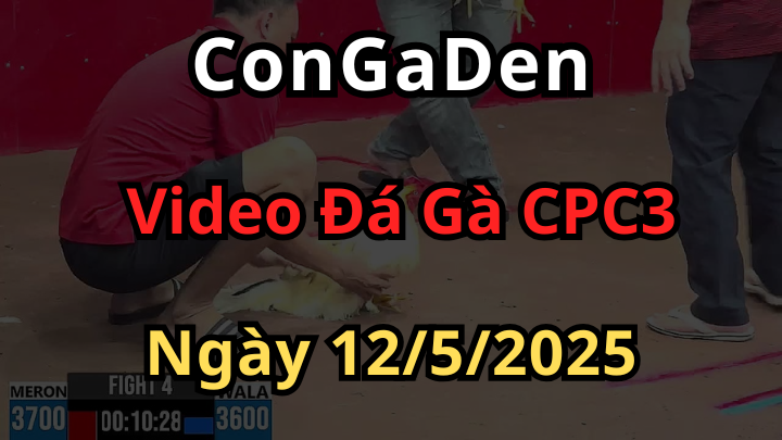Video Đá Gà Trực Tiếp CPC3 ngày 12/5/2025