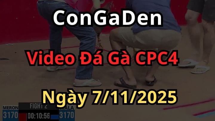 Clip Đá Gà Trực Tiếp CPC4 Ngày 7/11/2025 Hôm Nay