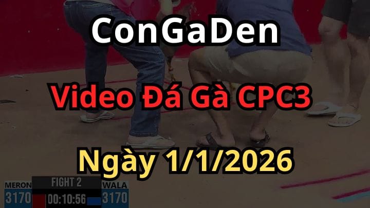 Full Clip Đá Gà Trực Tiếp CPC3 Ngày 1/1/2026
